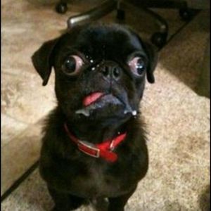 Meet your Posher, Blake